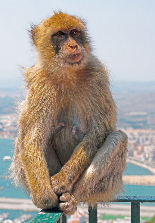 Young Female Barbary Ape